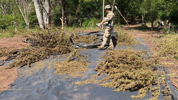 Senad desmantela campamentos de marihuana en Bella Vista Norte