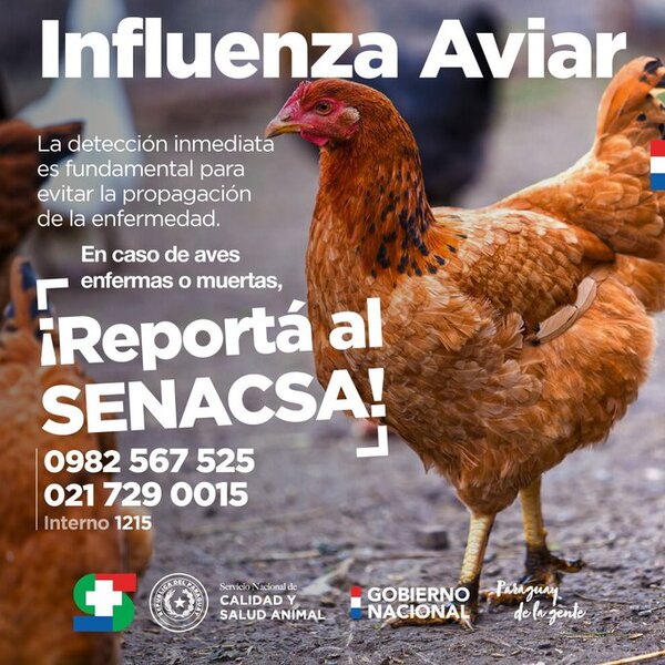 Filadelfia: Aparece tercer foco de gripe aviar en el Chaco