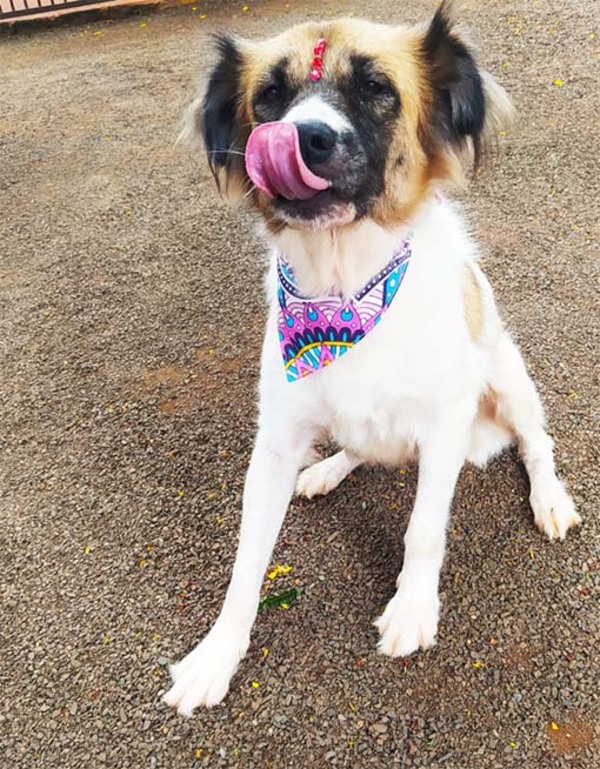 Perrita aguarda ser adoptada por una familia para volver a ser feliz | DIARIO PRIMERA PLANA