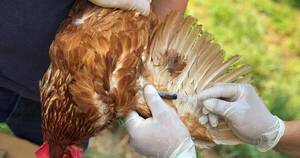 La Nación / Senacsa confirma un tercer foco de la influenza aviar en Filadelfia, Chaco
