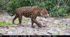 Sistema basado en IA permite a equipos de conservación identificar jaguares en Reservas de Latinoamérica