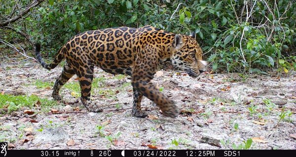 Sistema basado en IA permite a equipos de conservación identificar jaguares en Reservas de Latinoamérica