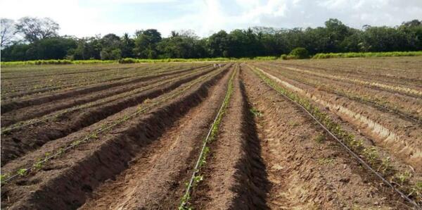 Habilitan 3 mil hectáreas de terreno para la Agricultura Familiar