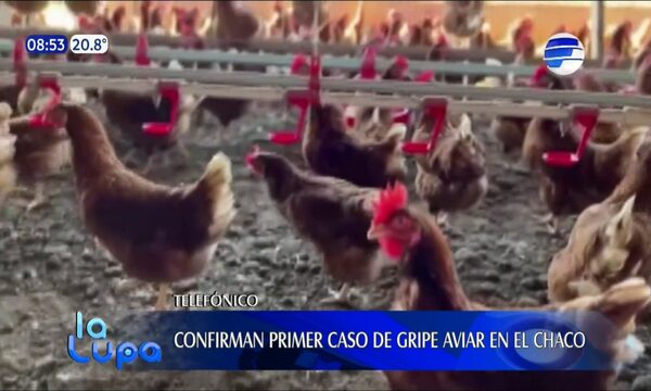 Confirman primer caso de gripe aviar en el Chaco | Telefuturo
