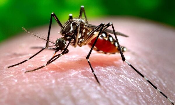 Disminuyen casos de chikunguña, pero dengue aumenta