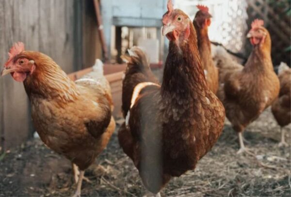 Confirman otro caso de gripe aviar en Filadelfia - Radio Imperio