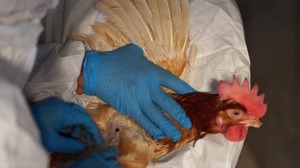 Senacsa implementó sacrificio sanitario para eliminar focos de infección de influenza aviar | 1000 Noticias