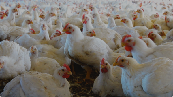 Gripe aviar: Industriales instan a sacrificar aves infectadas