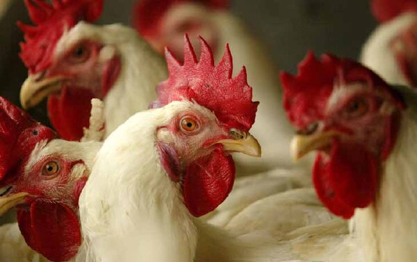Instan a pequeños productores a sacrificar aves infectadas – Prensa 5