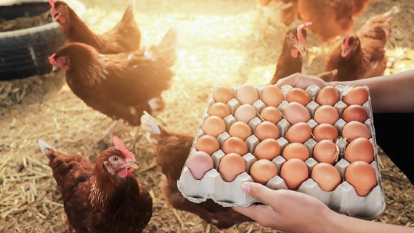 "Riesgo nulo" de contagio de gripe aviar por comer pollo o huevos - Megacadena — Últimas Noticias de Paraguay