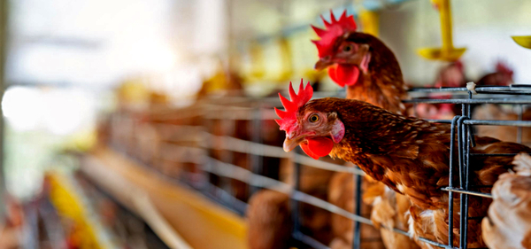 Nuevo foco de gripe aviar es confirmado | Radio Regional 660 AM
