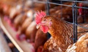 Van tres casos confirmados de gripe aviar en el país