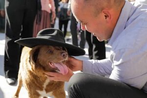 ¿Cómo evitamos que enferme nuestro perrito en días de lluvia? - Mascotas - ABC Color