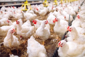 Confirman casos de influenza aviar de alta patogenicidad en Boquerón - MarketData