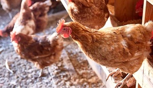 Gripe aviar: AVIPAR transmite tranquilidad y garantiza seguridad en consumo de pollos y huevos