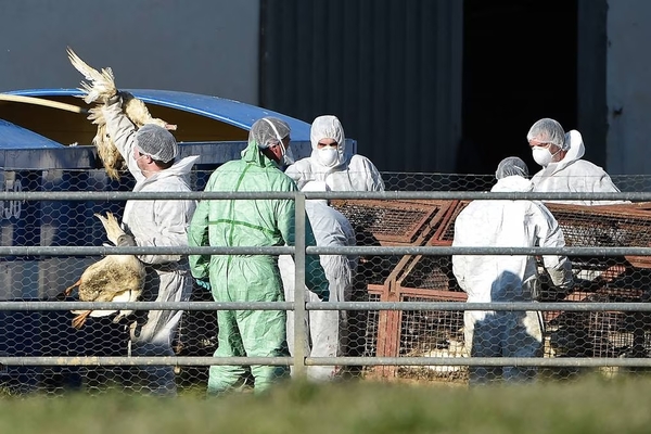 Diario HOY | Emiten recomendaciones ante posible aparición de aves muertas por gripe aviar
