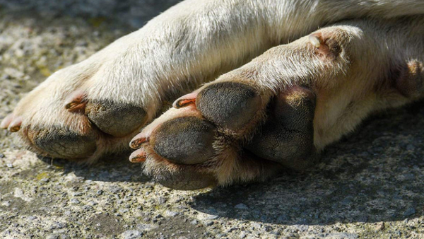 Denuncian envenenamiento de cuatro perros en Alto Paraná