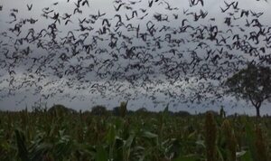 Gripe aviar: palomas serían potenciales agentes de dispersión  - Noticias del Chaco - ABC Color