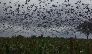 Gripe aviar: palomas serían potenciales agentes de dispersión - Noticias del Chaco - ABC Color