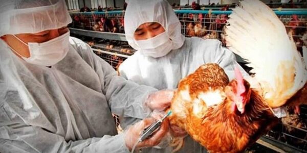 Senacsa anuncia medidas sanitarias ante detección de gripe aviar en el Chaco