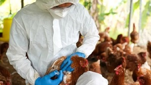 Senacsa confirma focos de gripe aviar en Boquerón y presenta medidas de contención - El Independiente