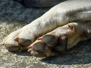 DENUNCIAN ENVENENAMIENTO DE CUATRO PERROS EN ALTO PARANÁ