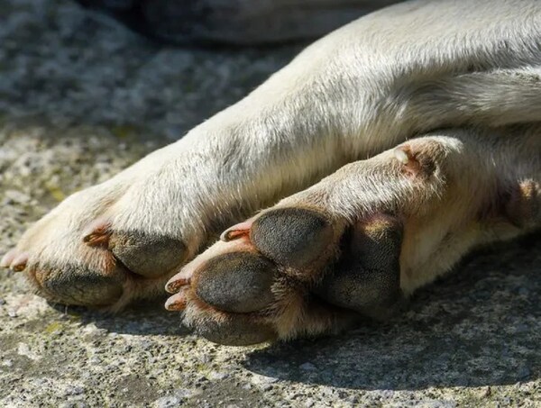 DENUNCIAN ENVENENAMIENTO DE CUATRO PERROS EN ALTO PARANÁ