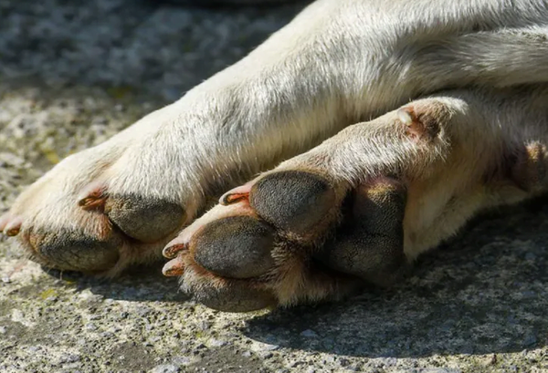 Denuncian envenenamiento de cuatro perros en Alto Paraná - Noticiero Paraguay