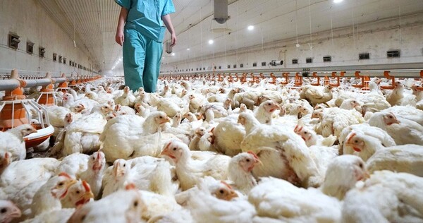Sube el valor de la producción de pollos caseros con las medidas impuestas por SENACSA - La Tribuna