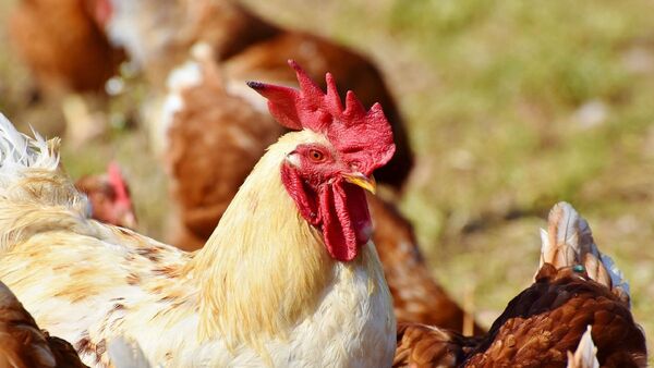 Brasil: Emergencia zoosanitaria tras detectar cinco casos de gripe aviar