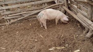 Doña ofrece recompensa por su chancha perdida