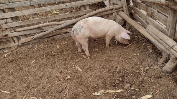 Doña ofrece recompensa por su chancha perdida