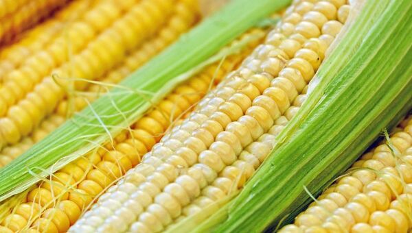 Mejor imposible: Exportación de maíz se triplicó gracias a superproducción del cereal (llegó a 6,4 millones de toneladas)
