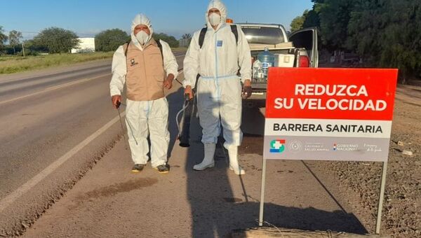 Gripe aviar: Focos confirmados y nuevos reportes de sospecha en análisis (consumo de pollo y huevos es seguro, aclaran)