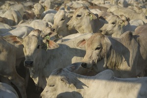 Everdem remata hoy martes 3.519 vacunos de invernada en feria especial del CEA