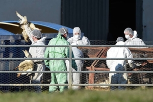 Senacsa analiza nuevas sospechas de Gripe Aviar en el país