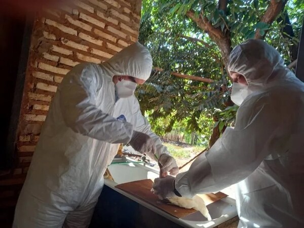 Senacsa analiza otros posibles focos de gripe aviar en Paraguay