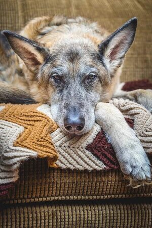 Envejecimiento cerebral: ¿Cómo afecta a tu mascota? - Mascotas - ABC Color
