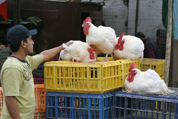 Brasil declara "emergencia zoosanitaria" por gripe aviar - Megacadena — Últimas Noticias de Paraguay