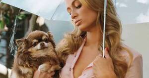 La Nación / Paris Hilton llora a Harajuku Bitch, su chihuahua de 23 años
