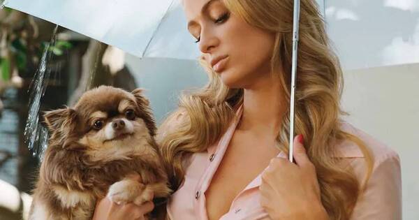 La Nación / Paris Hilton llora a Harajuku Bitch, su chihuahua de 23 años