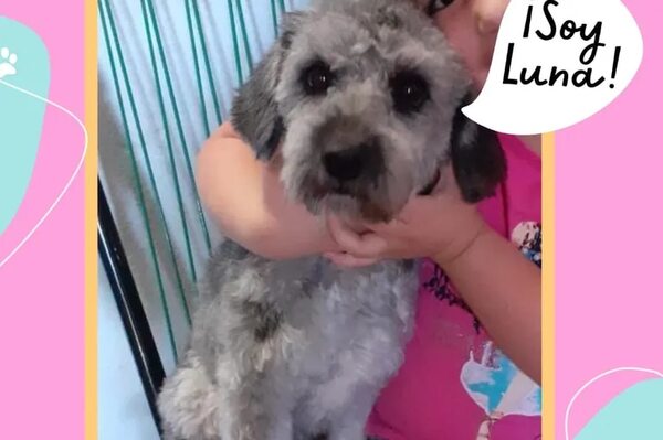 Luna - Encontrá a tu mascota - ABC Color