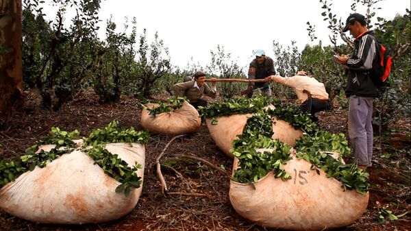 YERBATEROS ANUNCIAN MOVILIZACIÓN EN RECLAMO DE MEJOR PRECIO DE LA HOJA VERDE