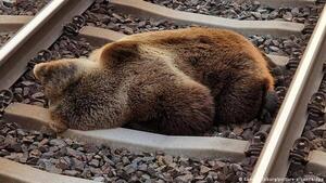 Un oso pardo muere atropellado por un tren en Austria