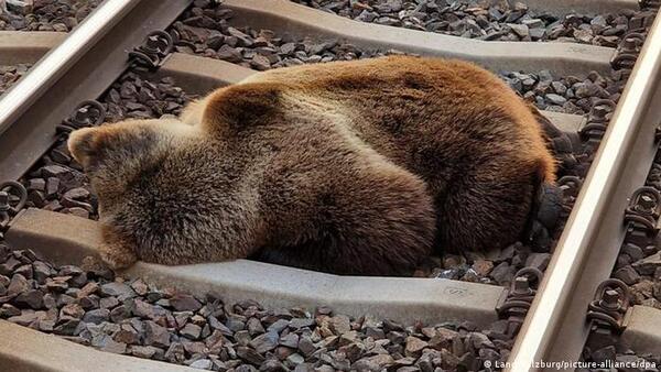 Un oso pardo muere atropellado por un tren en Austria