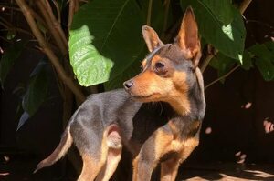 Cody - Encontrá a tu mascota - ABC Color