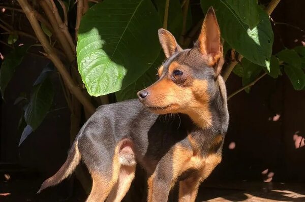 Cody - Encontrá a tu mascota - ABC Color