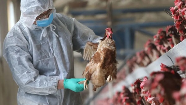 Cuarto caso de gripe aviar en aves de traspatio - Megacadena — Últimas Noticias de Paraguay