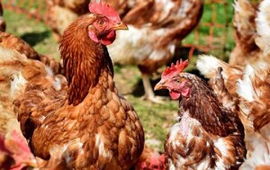 Confirman cuarto foco de gripe aviar en Boquerón – Prensa 5