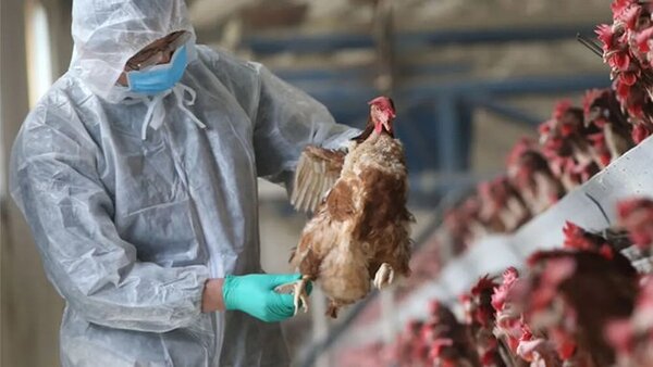 Cuarto caso de gripe aviar en aves de traspatio